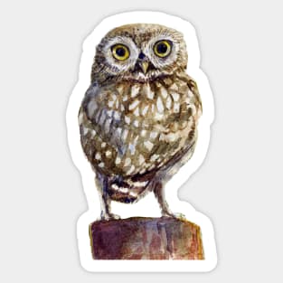 Little owl Sticker